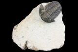 Bargain, Gerastos Trilobite Fossil - Foum Zguid, Morocco #146281-1